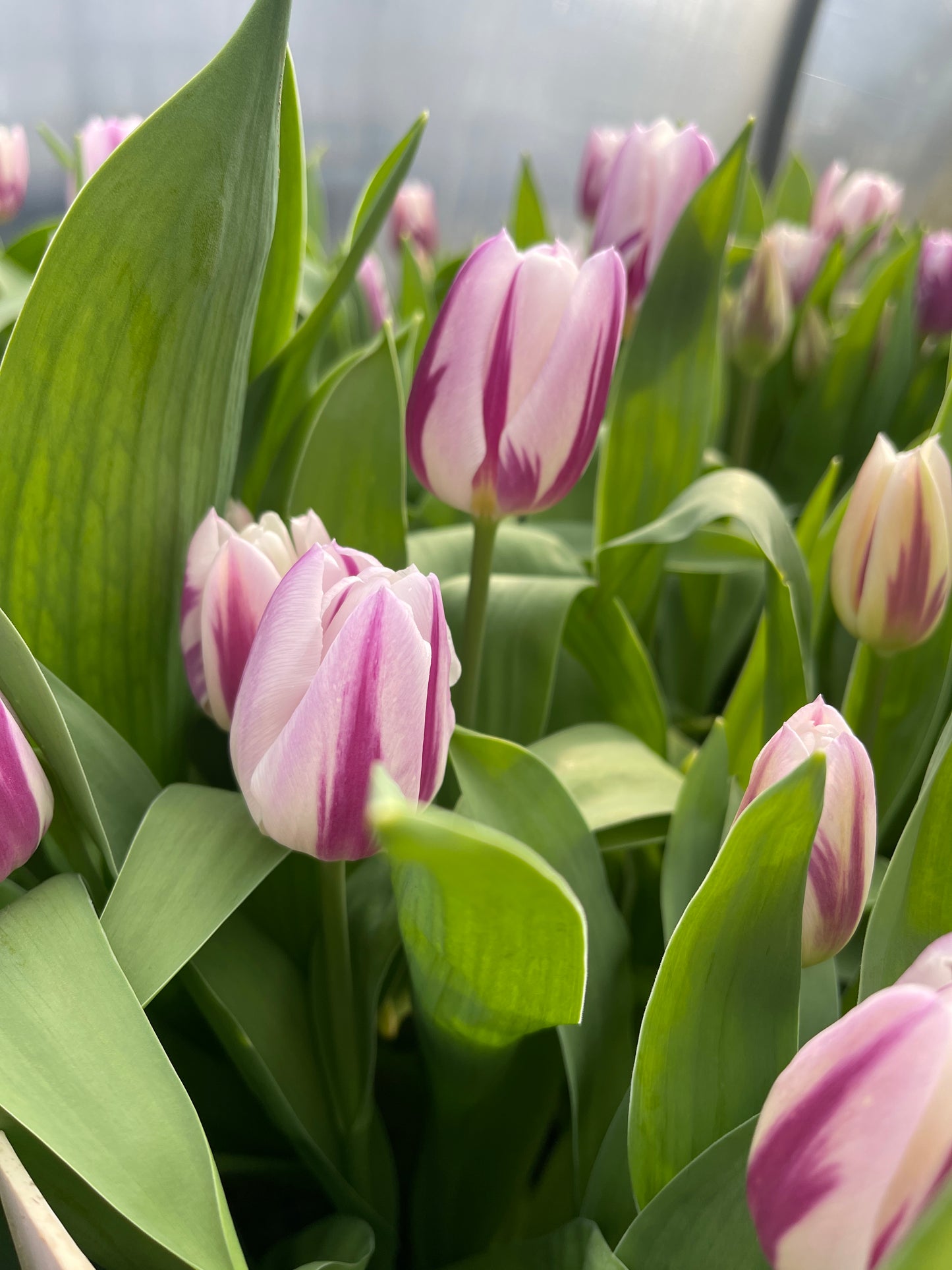 Boeket tulpen gemengd