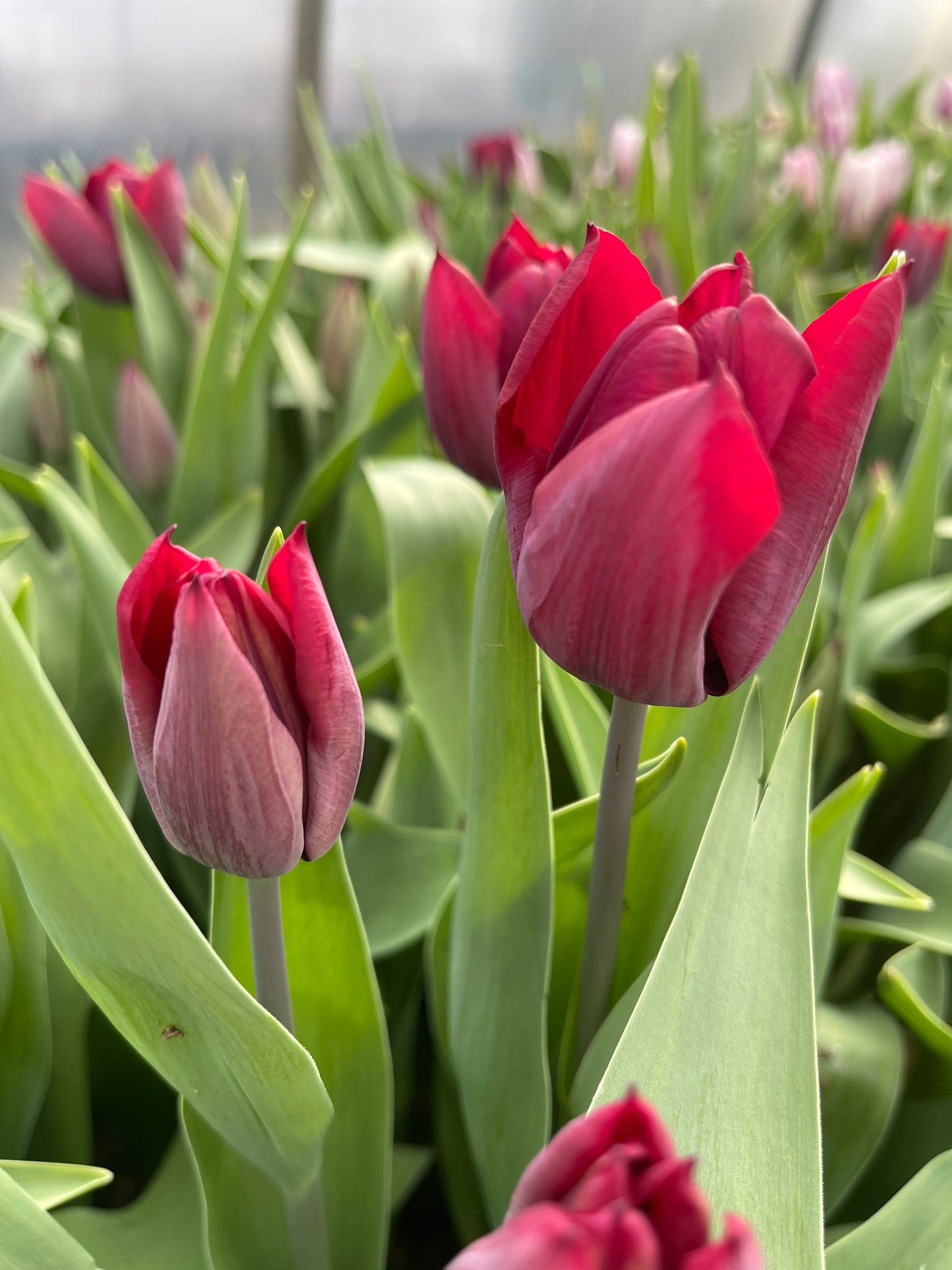 Boeket tulpen gemengd