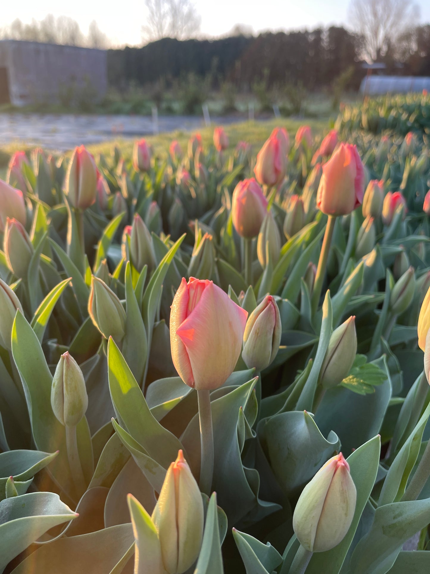 Boeket tulpen gemengd
